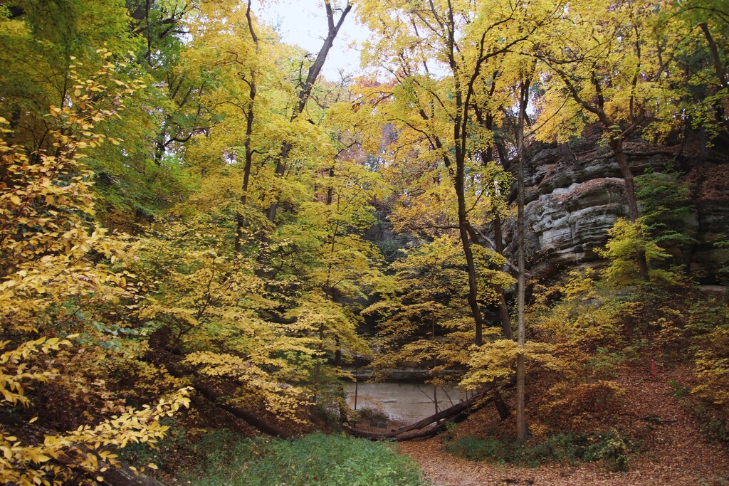 Yellow Leaves Of Fall by randy23