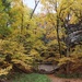 Yellow Leaves Of Fall