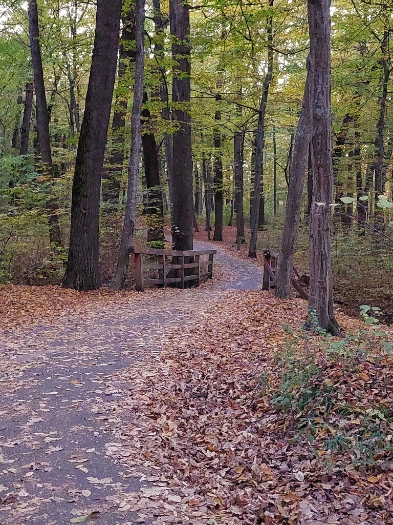 Autumn stroll by monikozi