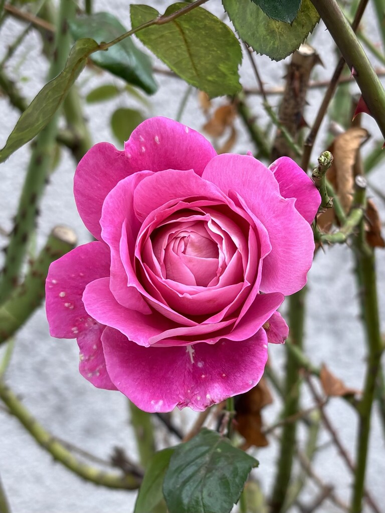 A rose in its true colour… by beverley365