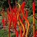 cat tails and copper birch reeds, 2024