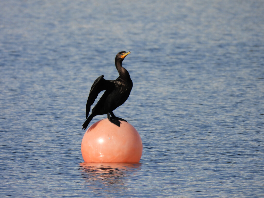 Cormorant  by seattlite