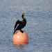 Cormorant  by seattlite