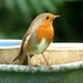 Robin