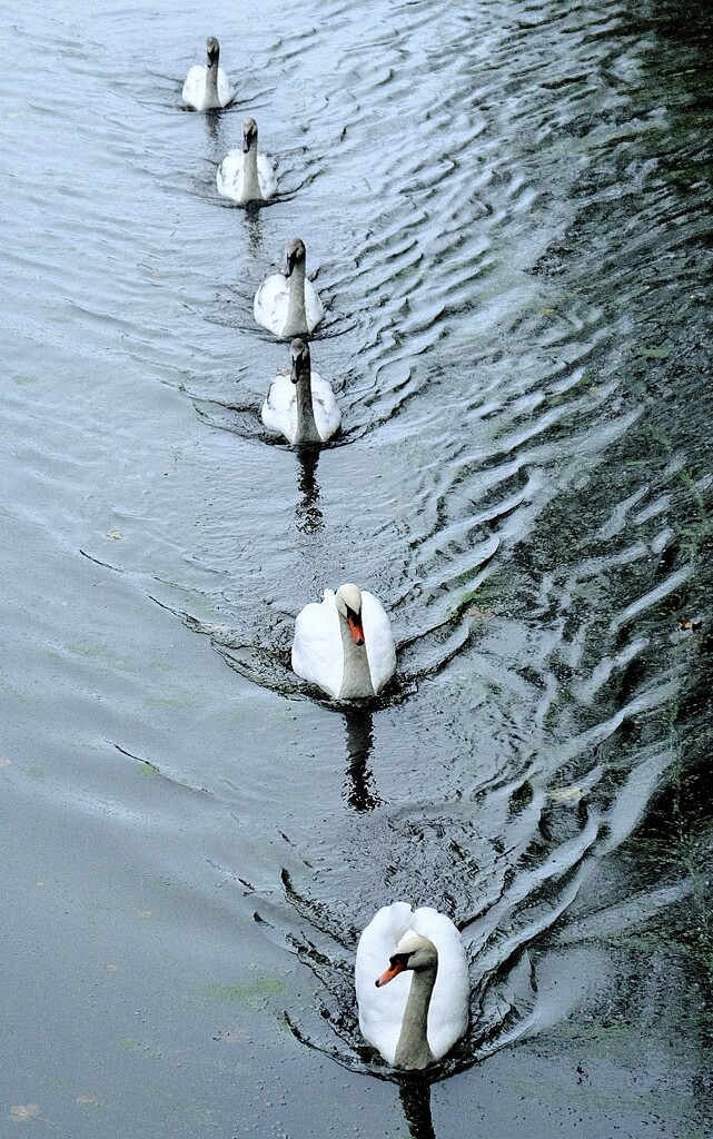 More swans by kametty