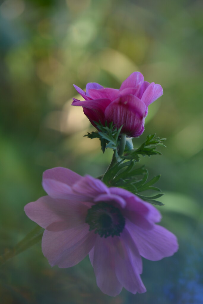 Anenomes duo~~~~~ by ziggy77