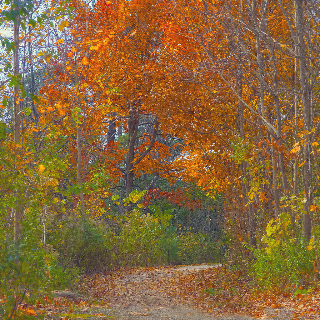 Another Autumn Walk by gardencat