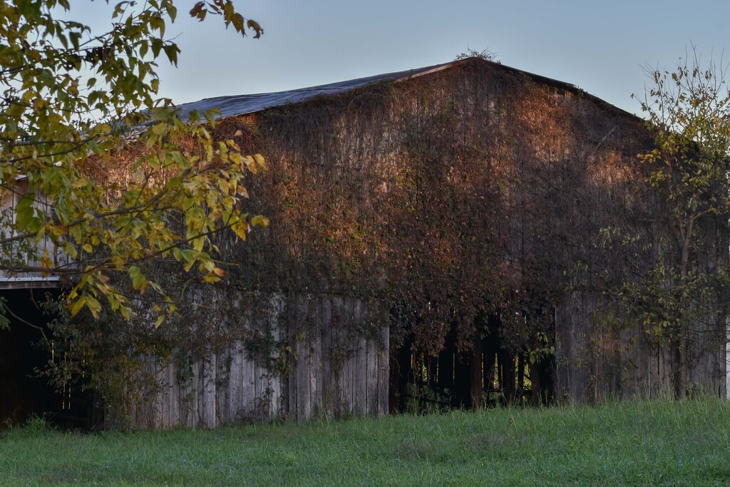 A Kentucky Barn With Character! by bjywamer