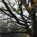 Autumn leaves on the Sycamore tree. 