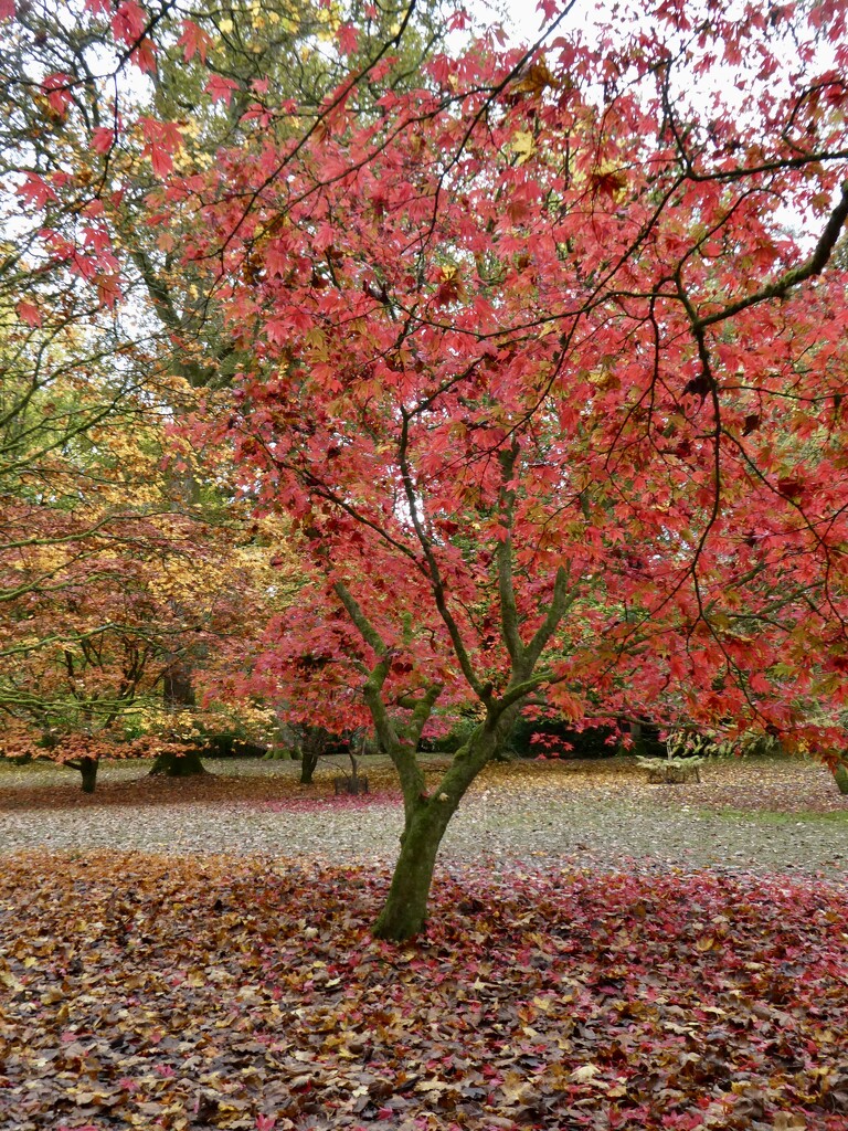 Westonbirt Arboretum by orchid99