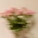 ICM vase of Roses  by wakelys