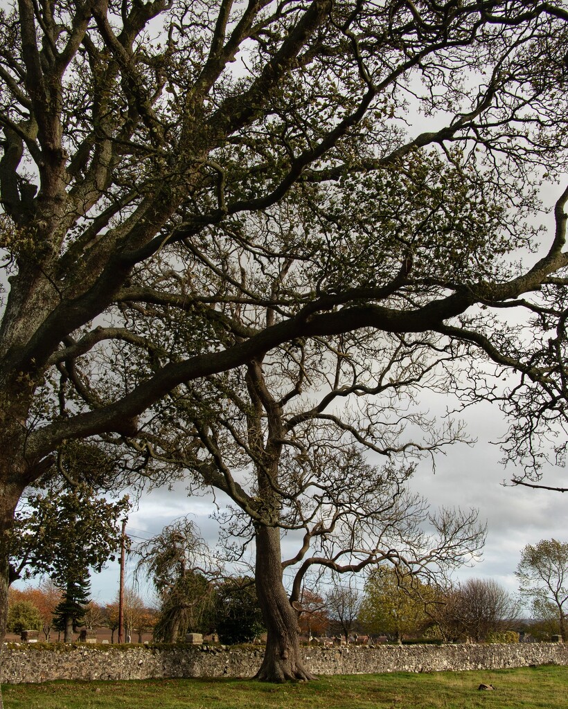 Where have all the leaves gone? by billdavidson