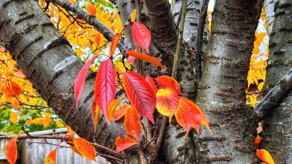 Firey Red by carole_sandford