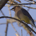 cedar waxwing 