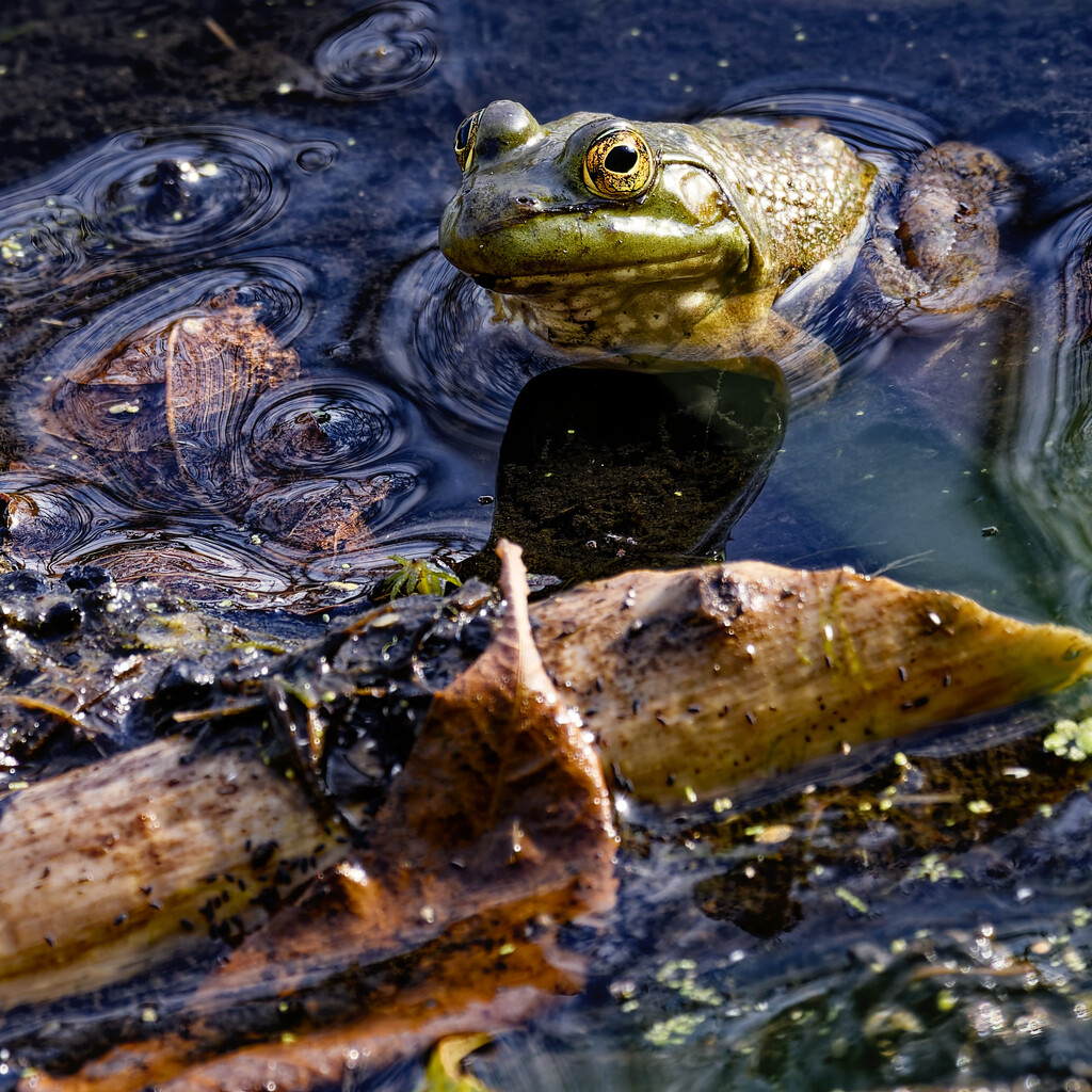 American bullfrog by rminer