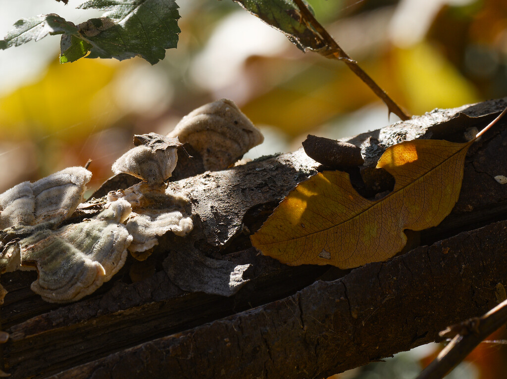 turkey tail and orange leaf by rminer