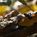 turkey tail and orange leaf