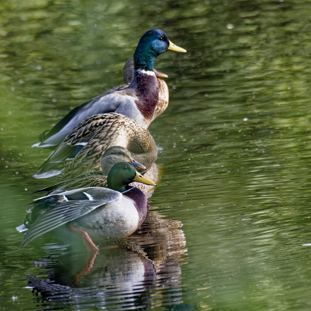 Mallards lineup by rminer