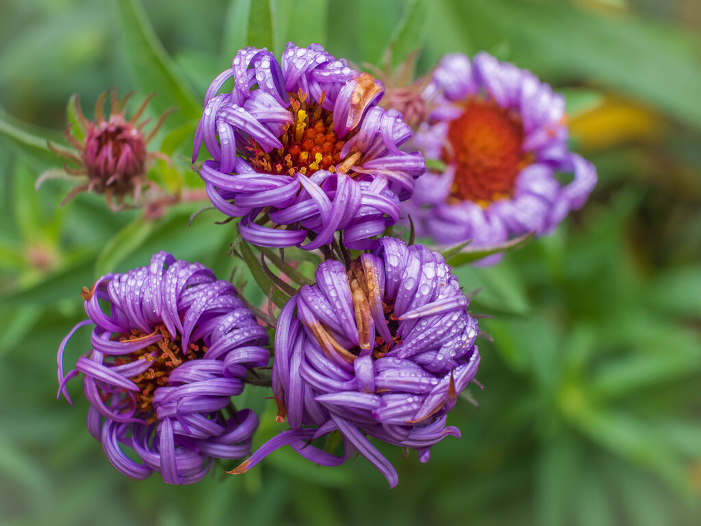 Twisted petals by haskar