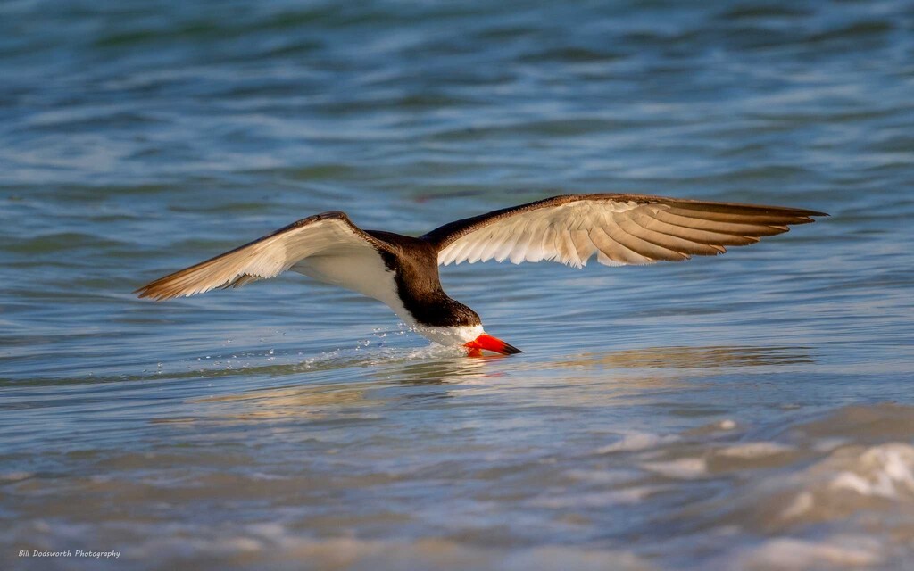 Skimming by photographycrazy