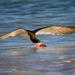 Skimming by photographycrazy