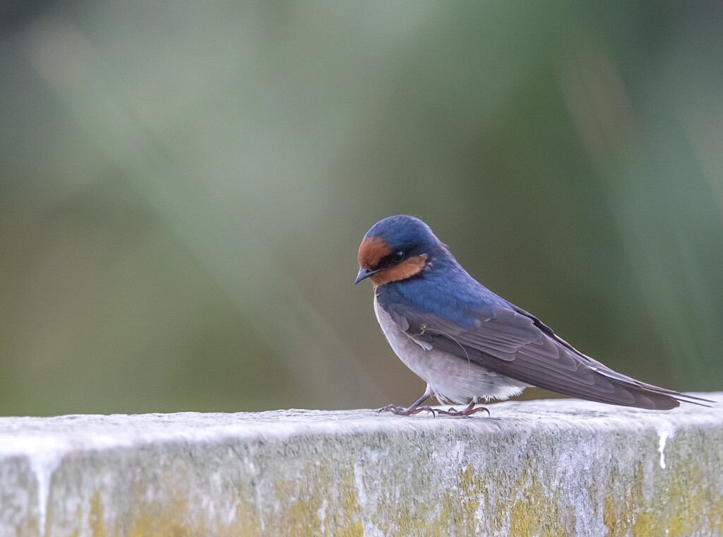 Welcome swallow happy to pose for me by creative_shots