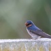 Welcome swallow happy to pose for me