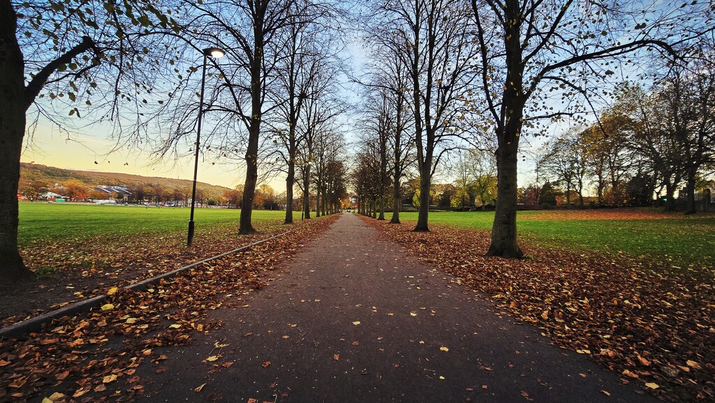 303/366 - Hillsborough Park  by isaacsnek