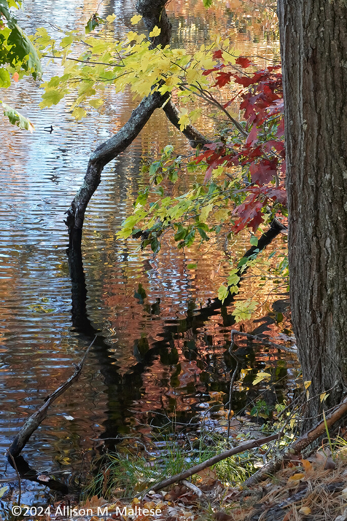 More Autumn Color by falcon11