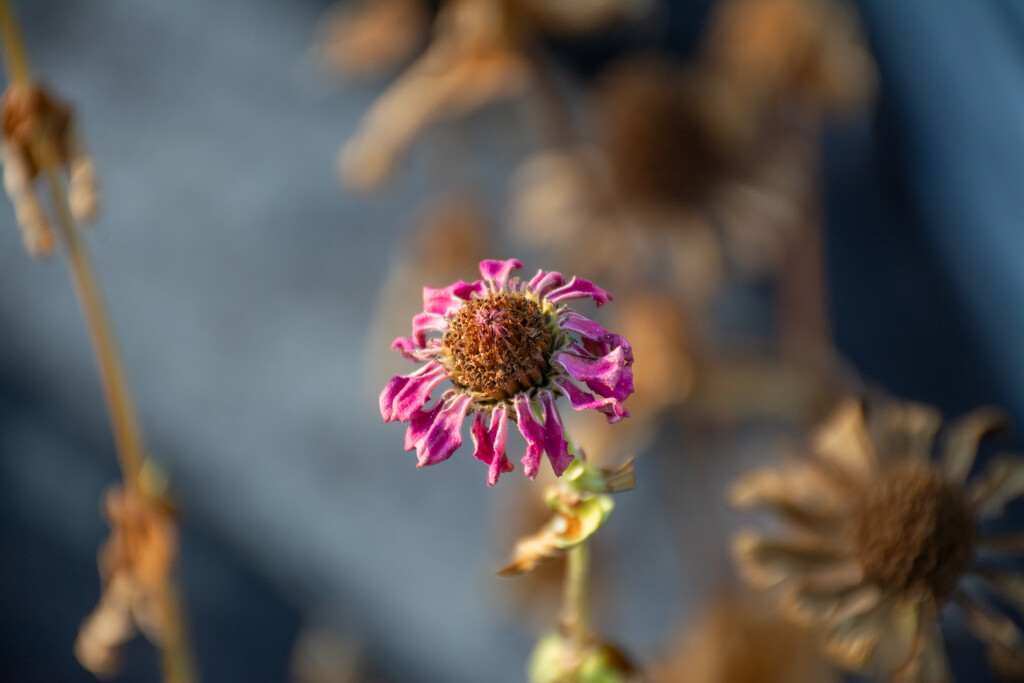 The dry weather ravages the flowers... by thewatersphotos