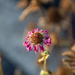 The dry weather ravages the flowers... by thewatersphotos