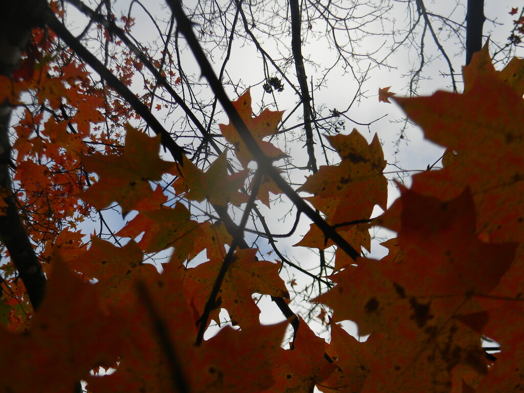 Maple Leaves in Tree  by sfeldphotos