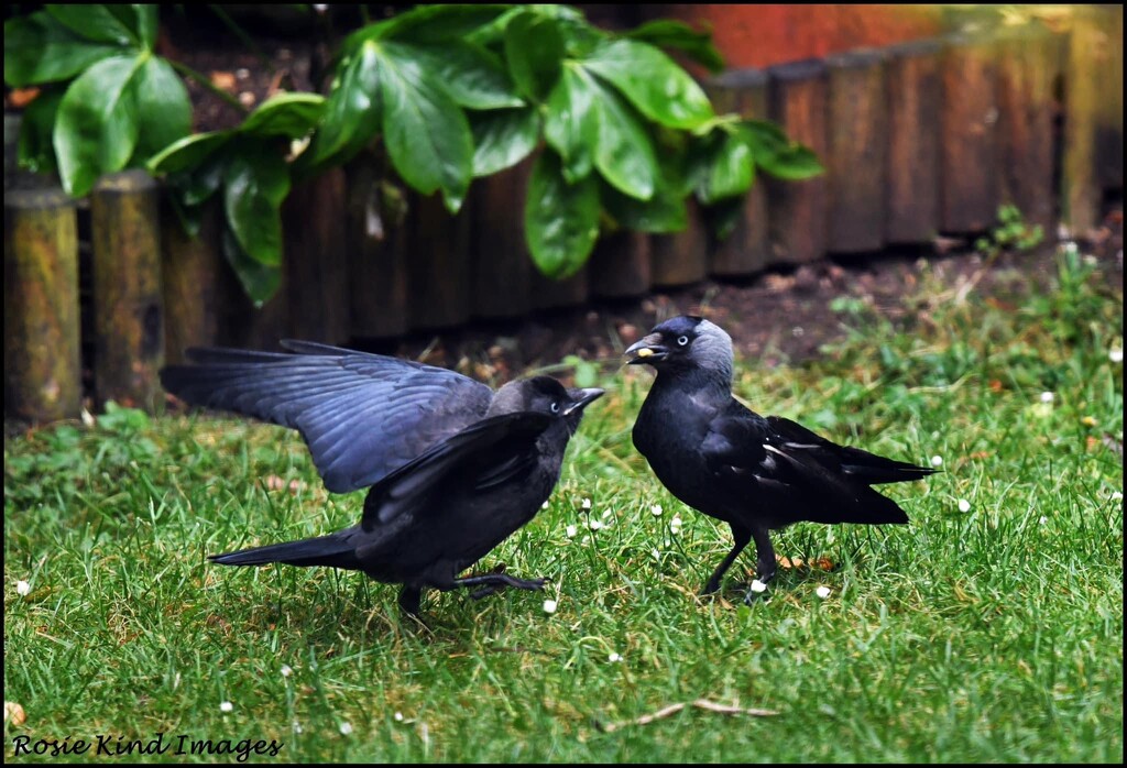 Jackdaws  by rosiekind