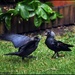 Jackdaws 