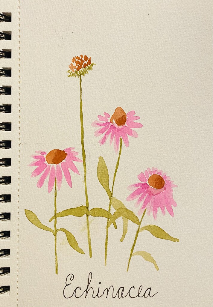 Echinacea watercolor by mtb24