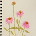 Echinacea watercolor