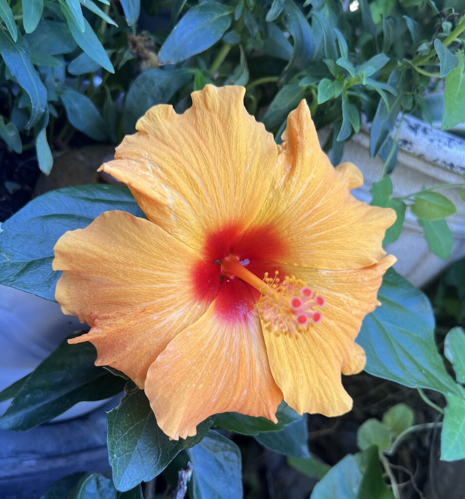 Orange Hibiscus by peekysweets