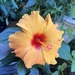 Orange Hibiscus