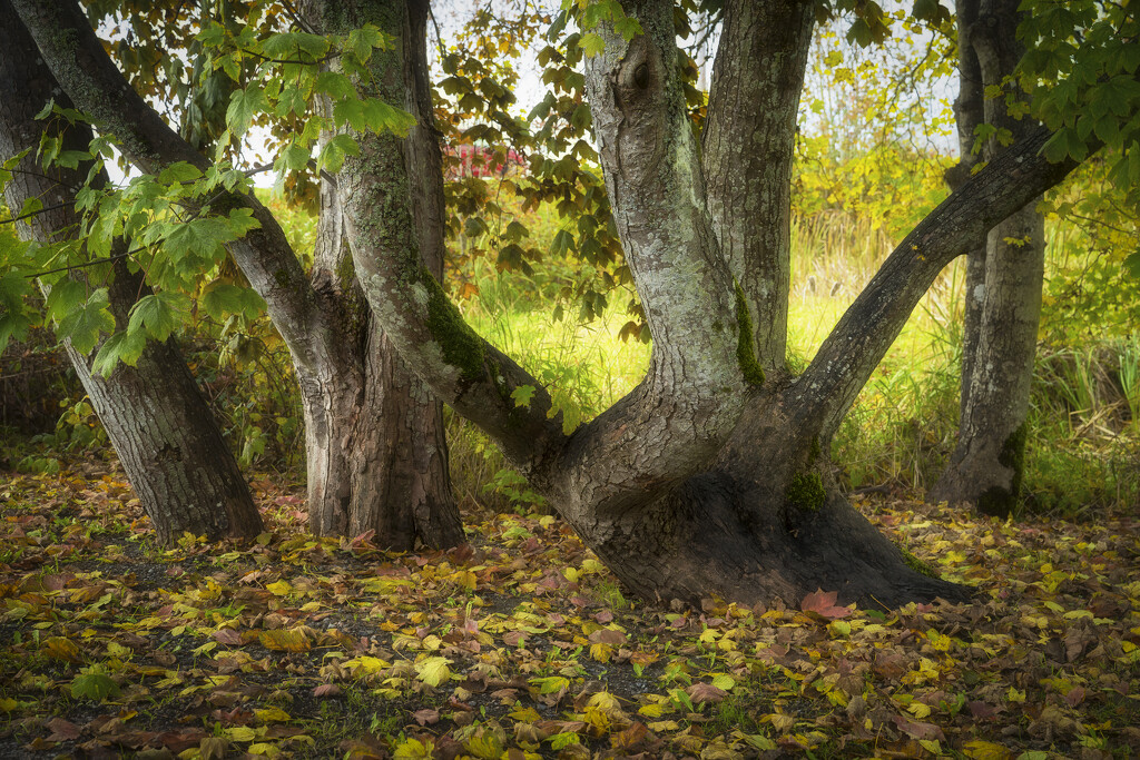 Tree Trunks by cdcook48