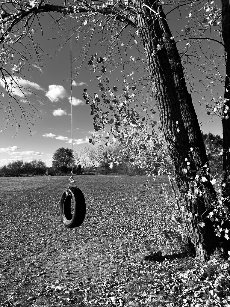 Tire swing by fperrault