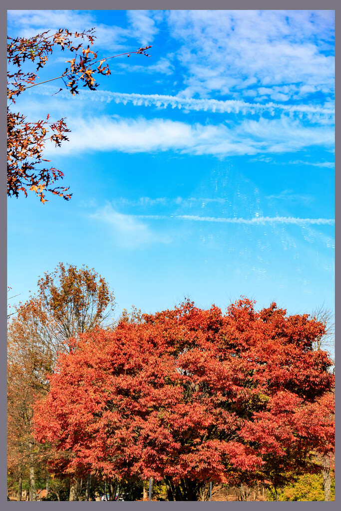 Some Trees still have Colourful Leaves by hjbenson