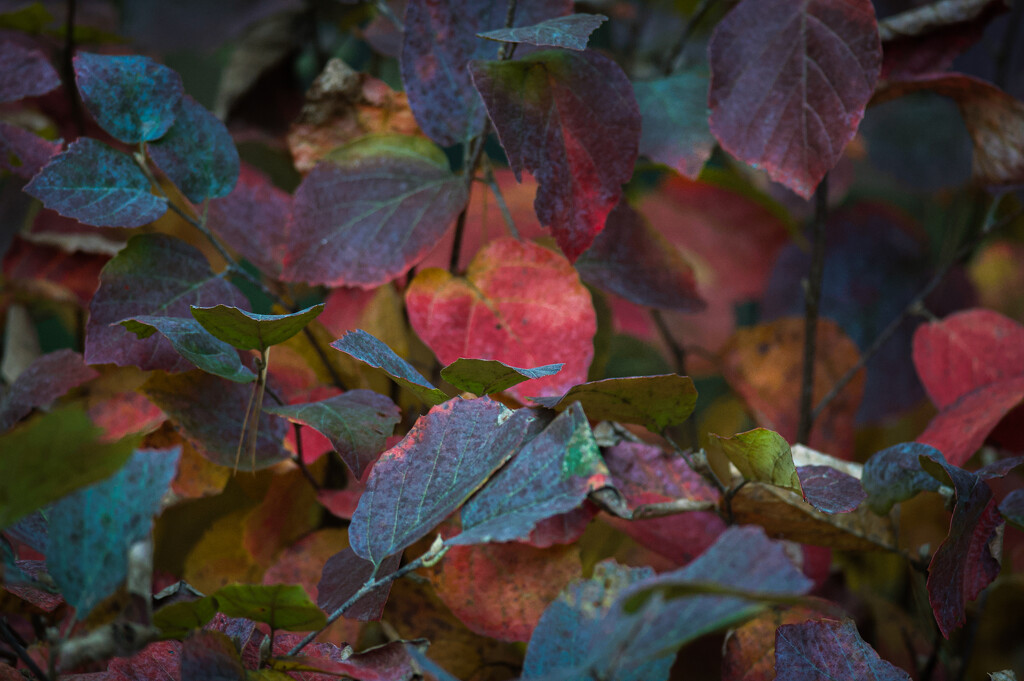 Fothergilla Fall Foliage  by berelaxed