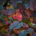 Fothergilla Fall Foliage 