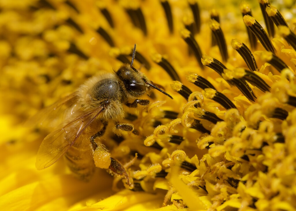 Making The Most Of The Sunflower PA296828 by merrelyn