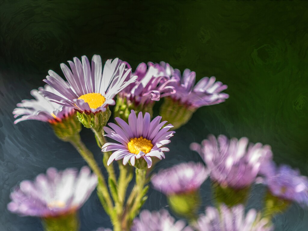 Little daisies by ludwigsdiana