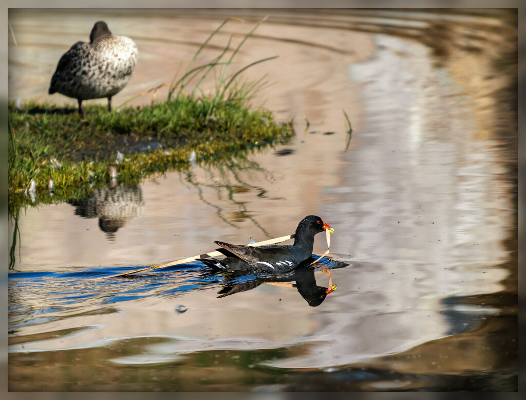 Still on the way to the nest by ludwigsdiana