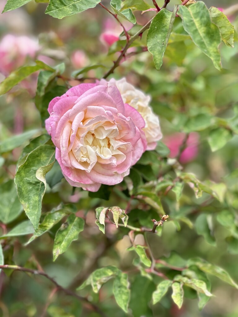 Pretty pink rose by kjarn