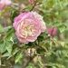 Pretty pink rose