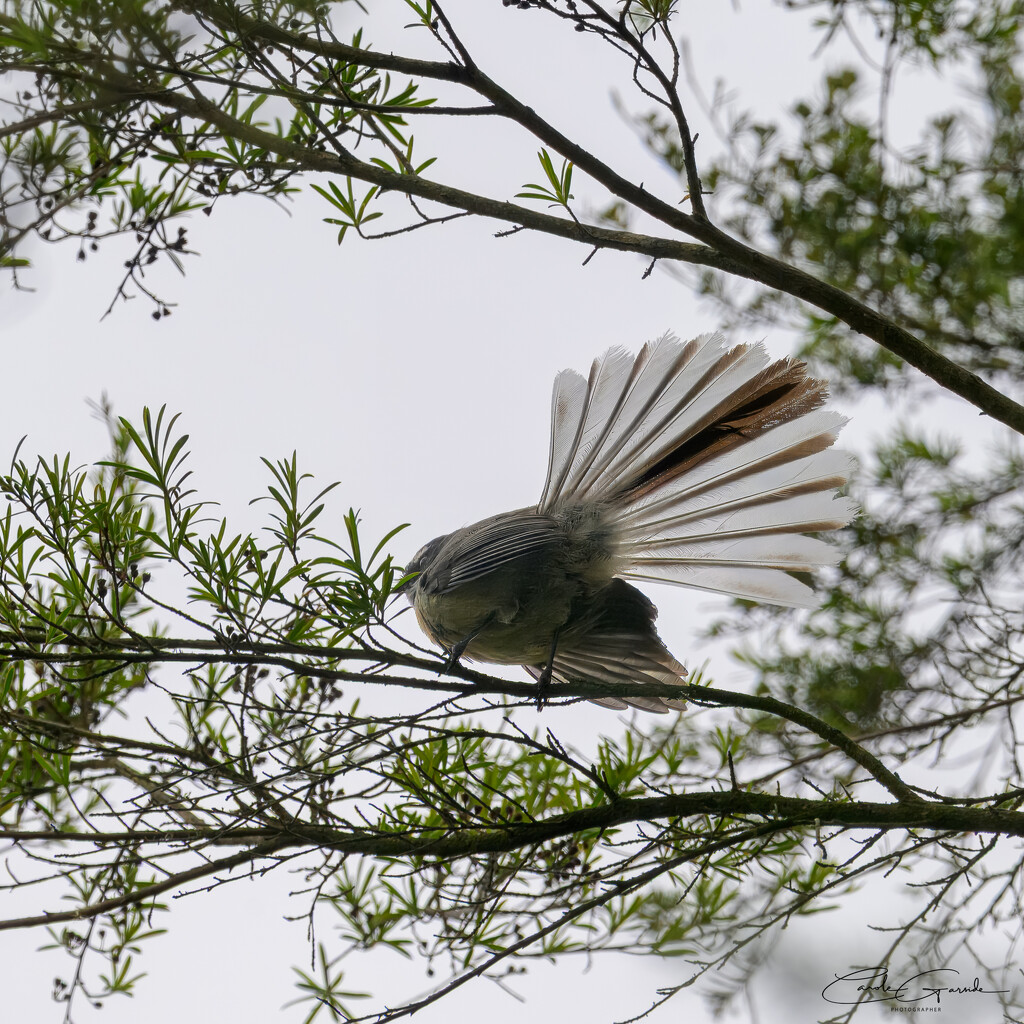 Fantail by yorkshirekiwi