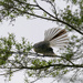 Fantail